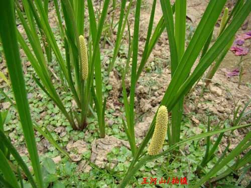 菖蒲百科知识（菖蒲百科知识）